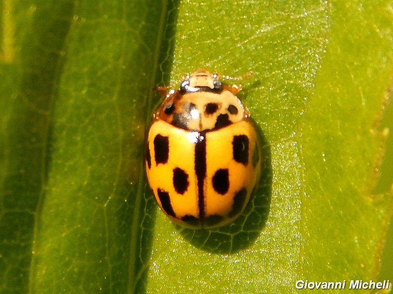 Coccinella da Identificare - Propylea quatuordecimpunctata